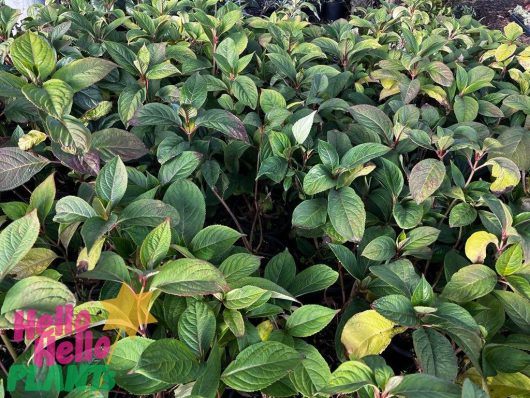 Dense cluster of green leafy plants, featuring Dichroa ‘Evergreen Hydrangea’ 8" Pot (Eco Grade) with red stems; some leaves are yellowing. "Hello Hello PLANTS" logo is visible in the bottom left corner.