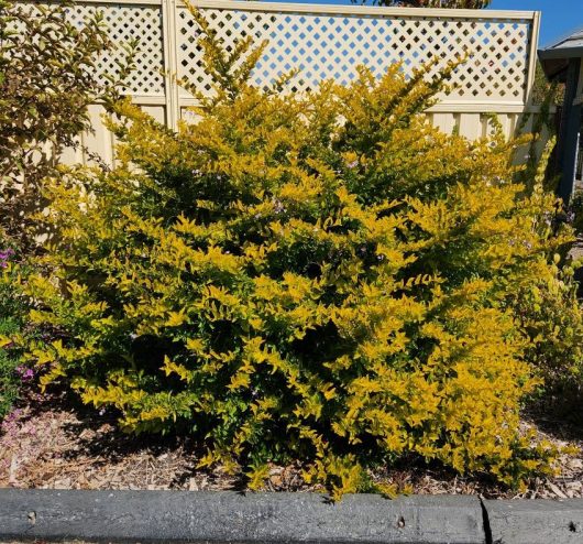 A Duranta 'Green and Gold' 6" Pot shrub with yellow-tipped foliage grows by the curb in front of a beige fence with a lattice top on a sunny day.