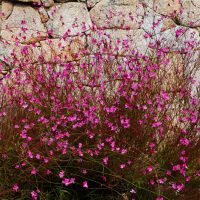 Small pink flowers with thin stems grow densely in front of a rough stone wall.