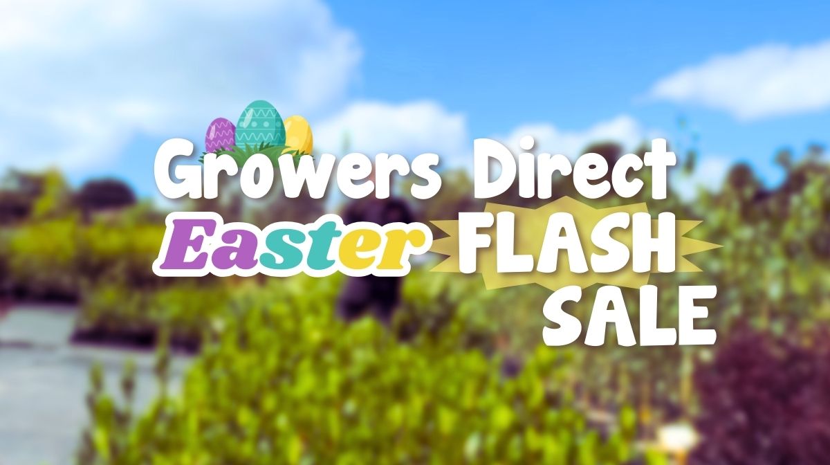 Flash Sale in Time for Easter