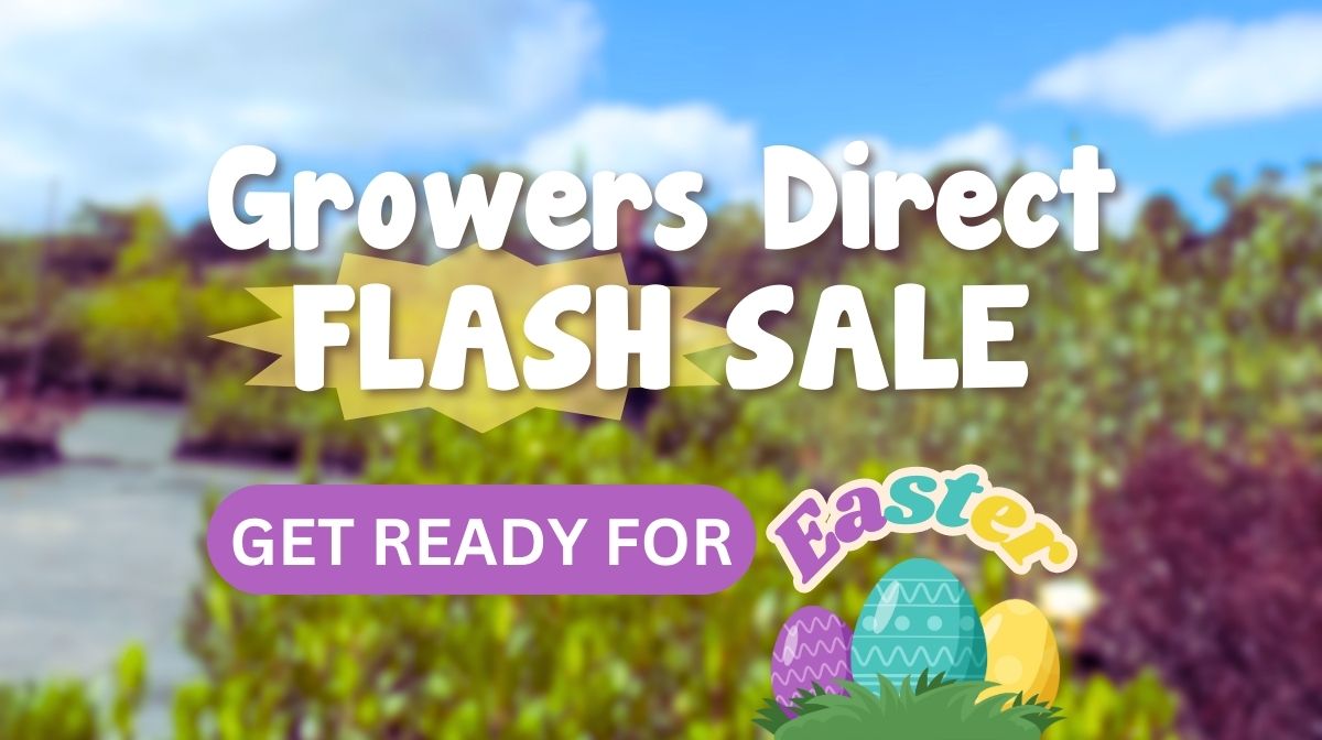 Latest Flash Sale: Get Ready for Easter
