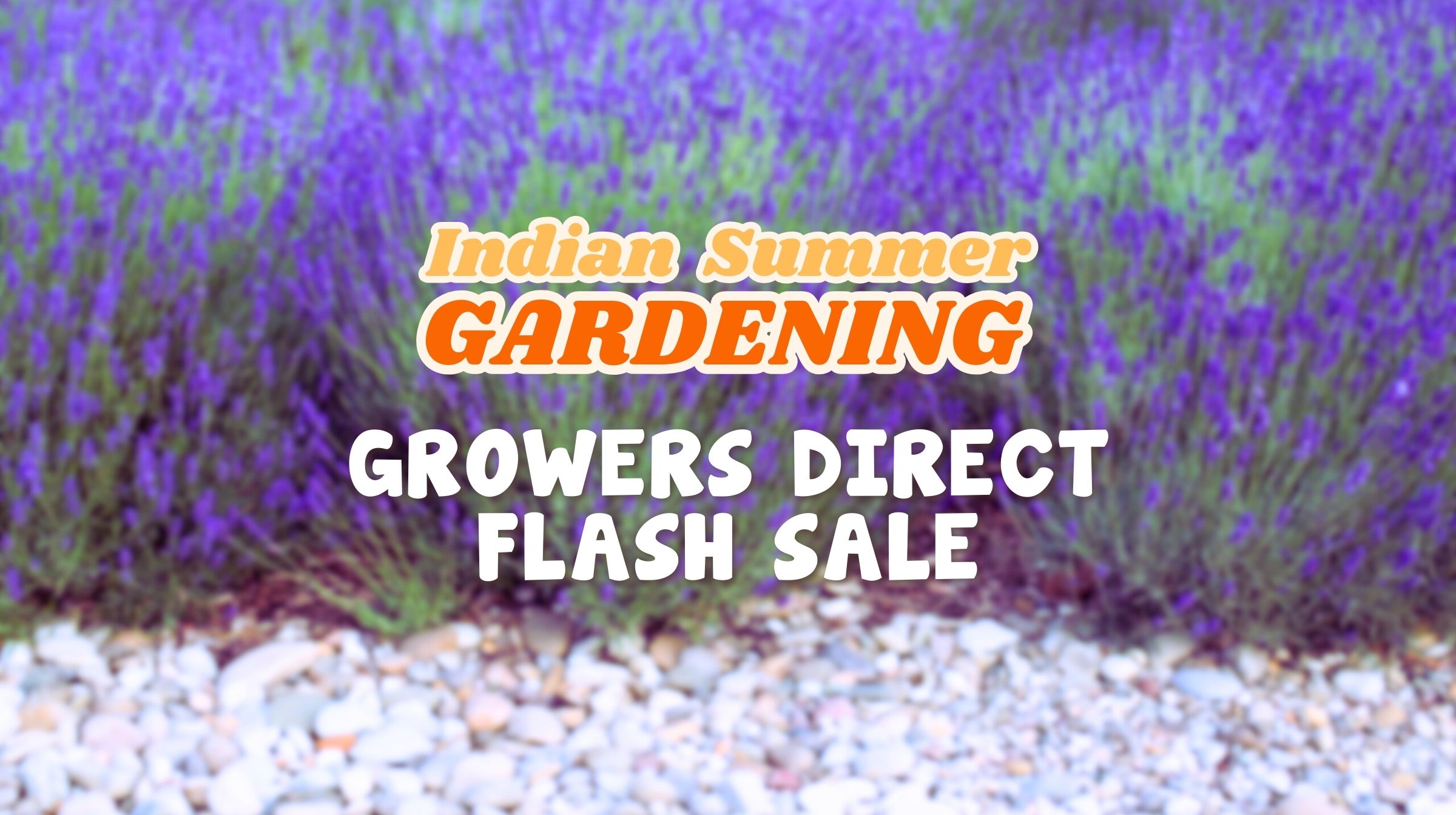 Flash Sale: Indian Summer Plants