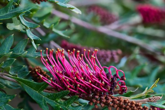Close-up of Grevillea 'Fishbone Flat' in a lush 6" pot, showcasing vibrant pink flowers with thin elongated petals, complemented by green serrated leaves.