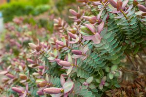 Close-up of Hebe 'Lady Ardilaun' in a 6" pot, displaying green leaves with pinkish-purple edges and fresh buds, captured in an outdoor garden setting.