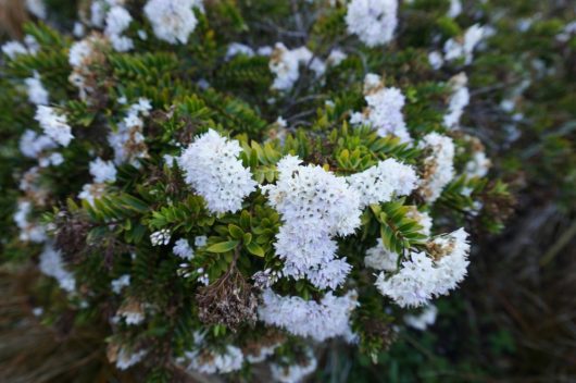 Clusters of small white flowers bloom on the Hebe 'Red Edge', a green shrub with dense, spiky leaves. Available in a 6" pot.