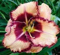 A close-up of Hemerocallis 'Lies and Lipstick' Day Lily in a 6" pot, showcasing cream petals with a dark maroon center and ruffled edges—an ideal choice to brighten your garden against a backdrop of green leaves.
