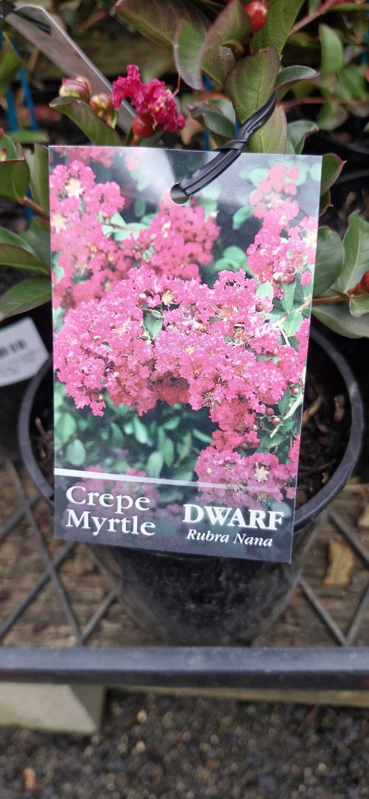 The plant tag for "Lagerstroemia 'Dwarf Red' Minature Crepe Myrtle" showcases vibrant pink flowers. This Lagerstroemia is in a 6" black plastic pot on a metal shelf, featuring delicate Dwarf Red blooms.