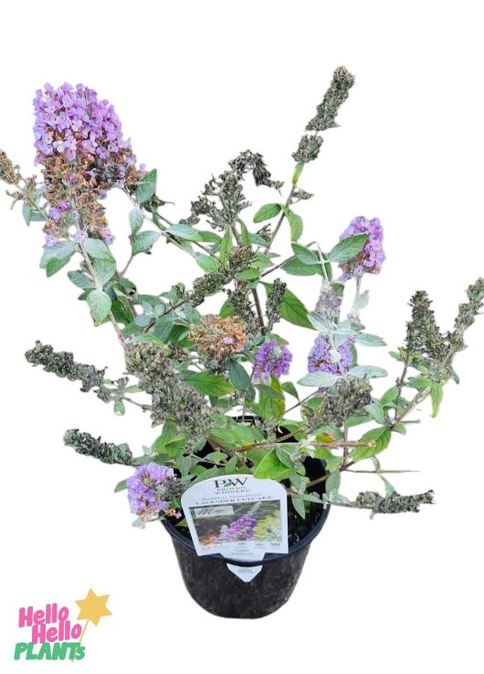 A 6" potted Buddleja 'Lavender Cupcake' has green leaves and clusters of small purple flowers. A tag is attached to the pot.