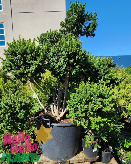 A Luma apiculata 'Myrtus Luma' 155L (Cloud Pruned) shrub is displayed outdoors among other plants, with a building and blue sky behind it. "Hello Hello Plants" text appears in the lower left. Growers Flash Sale!.
