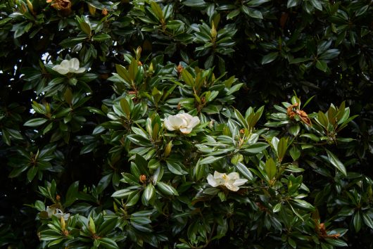 The lush green foliage features several white Magnolia 'Super Gem' flowers gently interspersed among the leaves.