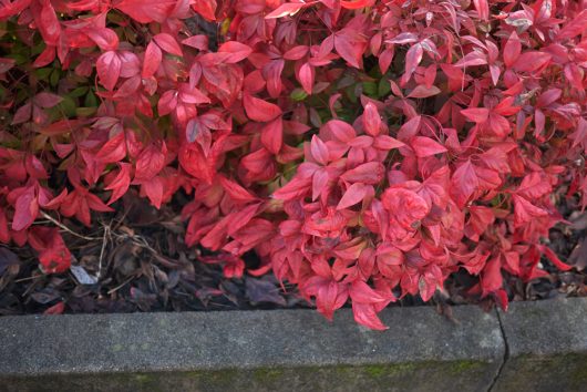 Red leaves of a Nandina 'Twilight' 6" Pot shrub grow beside a concrete border, with dry leaves and soil visible on the ground.