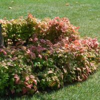 Low green and reddish shrubs surround the base of a tree, set in a well-maintained grassy lawn.