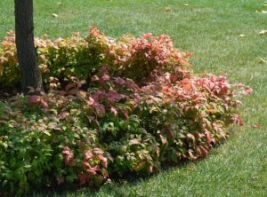Low green and reddish shrubs surround the base of a tree, set in a well-maintained grassy lawn.