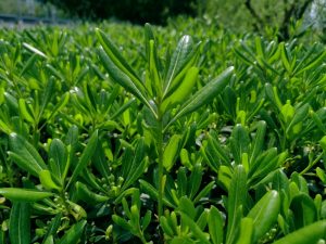 A close-up of the Pittosporum 'Green Glow' in an 8" pot shows its dense, elongated green leaves and prominent central stem surrounded by uniformly growing foliage bathed in sunlight.