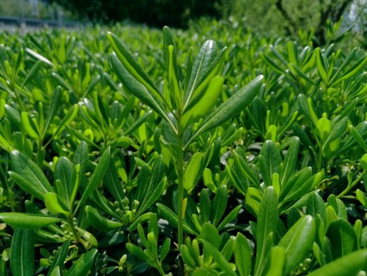 A close-up of the Pittosporum 'Green Glow' in an 8" pot shows its dense, elongated green leaves and prominent central stem surrounded by uniformly growing foliage bathed in sunlight.