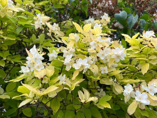 The Philadelphus 'Golden Mock Orange' in an 8" pot showcases yellow-green leaves and white flowers set against a lush backdrop, thriving beautifully.