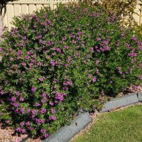 Large, dense green shrub with small purple flowers growing in a garden bed bordered by concrete edging, with a lawn and gravel visible nearby.