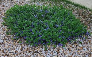 A patch of low-growing green foliage with small purple flowers is surrounded by brown and white pebbles. Grass is visible in the background.