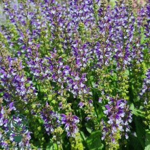 Dense cluster of purple and white flowering spikes with green foliage, featuring Salvia Azure 'Snow' 6" Pot from our Flash Sale, photographed outdoors in bright sunlight.