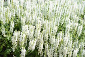 A lush Salvia 'White' 6" Pot from our Growers Flash Sale features dense white flower spikes and green foliage, thriving outdoors in natural light.