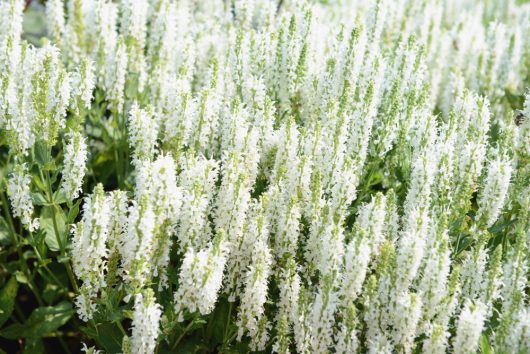A lush Salvia 'White' 6" Pot from our Growers Flash Sale features dense white flower spikes and green foliage, thriving outdoors in natural light.