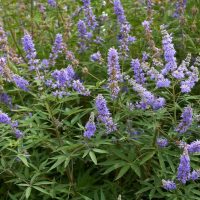 The Vitex 'Chaste Tree' in an 8" pot showcases dense clusters of purple flowers with pointy petals and long green leaves, adding charm to any garden setting.