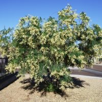 Tree with dense, light yellow blossoms and green leaves against a clear blue sky, standing in a gravel area near a paved surface and a fence.