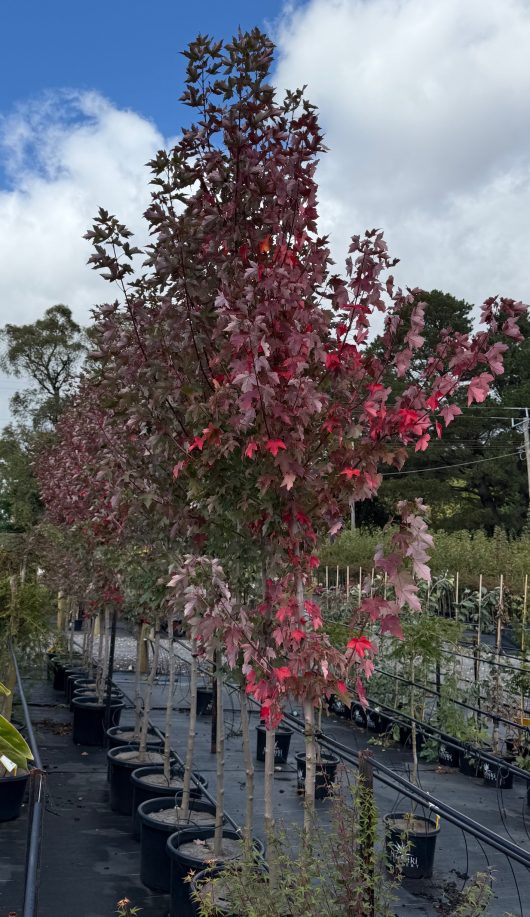 Rows of Acers 'Frank Jr Redpointe' Maple trees, their red and green leaves vibrant against the cloudy sky, are neatly arranged on black fabric for a 20" pot Growers Flash Sale!.
