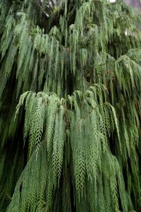 Cupressus 'Bhutan Cypress' Arctic Green in a 10" pot features dense, drooping branches with long, thin green needles that hang gracefully downward.
