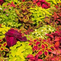 The Coleus 'Assorted Colours' in a 6" pot features a vivid blend of leaves in green, red, pink, and yellow with diverse patterns and textures.