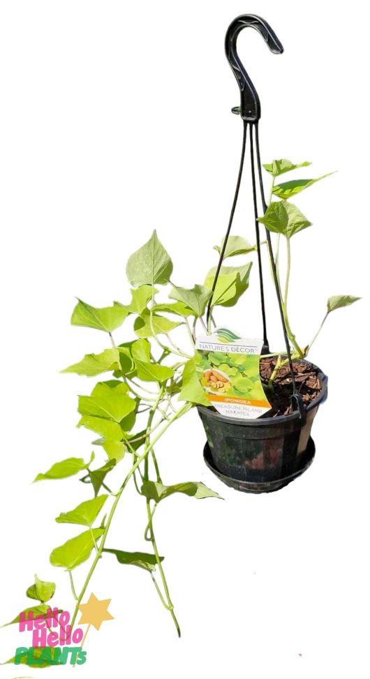 A 6" hanging black plastic pot with a leafy green Ipomoea 'Treasure Island Makatea' plant and plant tag, isolated on a white background.