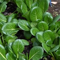 Spinach Japanese 'Komatsuna' 4" Pot—is a vibrant, spinach-like leafy green thriving in garden soil, each plant ready to flourish in its own 4-inch container.
