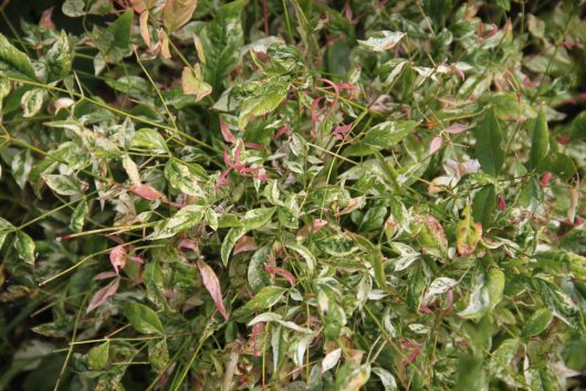 Close-up of dense, healthy Nandina 'Twilight' 6" Pot with green, pinkish, and variegated leaves.