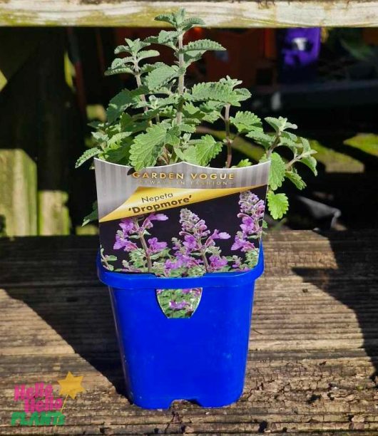 A vibrant blue pot labeled "Garden Vogue" contains a Nepeta 'Dropmore' 4" pot. It features lush green leaves and delicate purple flowers, elegantly resting on a wooden surface.