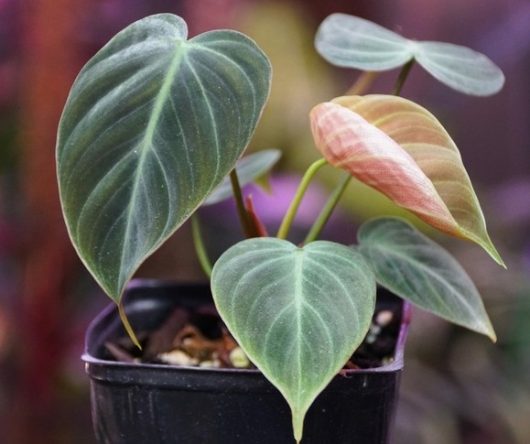 Philodendron 'El Choco Red' 5" Pot