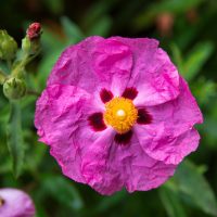 The Cistus ‘Brilliancy’ Rockrose 3″ Pot features pink flowers with yellow centers and dark red petal spots, set against green leaves and buds—ideal for adding color to your garden.