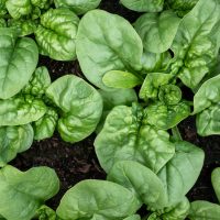Spinach 'English' 4" Pot features healthy spinach leaves growing in rich soil, viewed from above. Lush green foliage fills the pot for a fresh look.