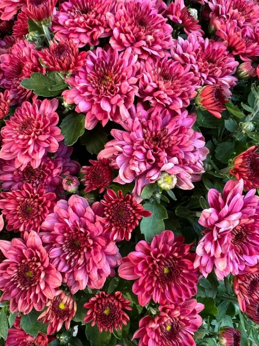 Close-up of a cluster of vibrant pink and red chrysanthemum flowers with green leaves visible among the blooms.
