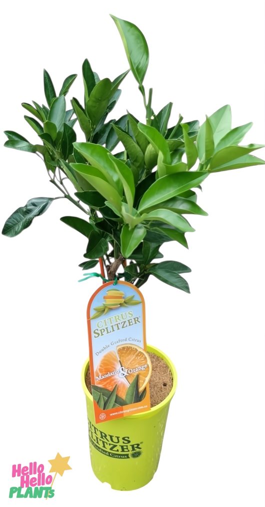 The Citrus Splitzer 'Mandarin and Orange' 4L pot features vibrant green leaves with an orange tag and a lime green pot, showcasing rich soil perfect for your DIY Mandarin surprise.