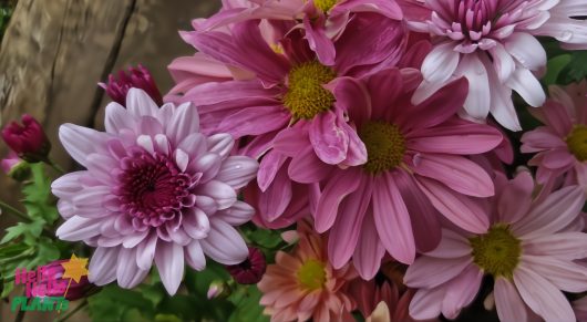 Close-up of Chrysanthemum 'Mix' in a 6" pot, showcasing vibrant pink and purple blooms with yellow centers against a wooden background.