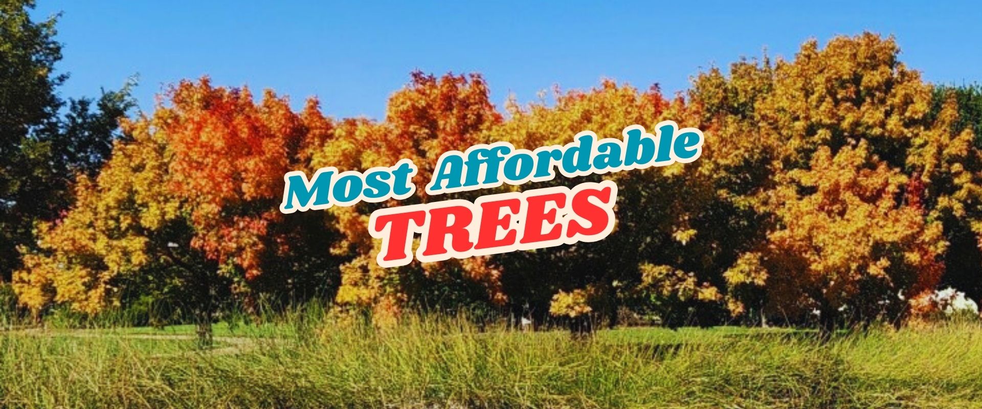 A row of trees with autumn-colored leaves under a blue sky, featuring the text "Most Affordable Trees" and highlighting our Live Shopping Event: Indian Summers.