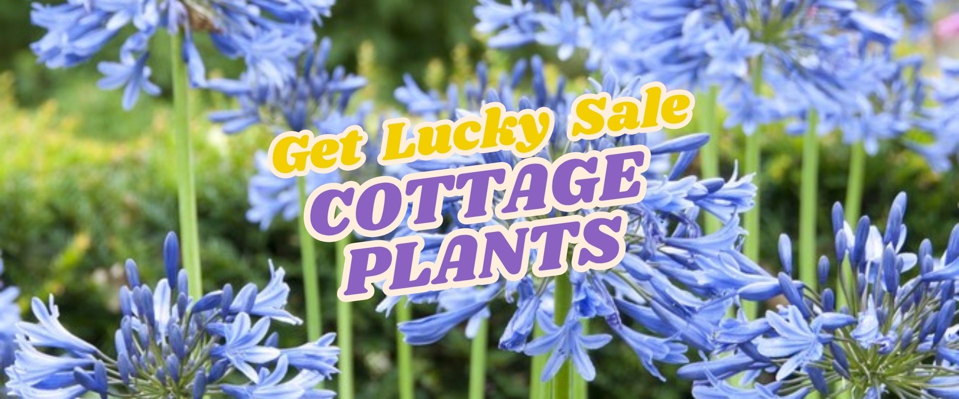 Blue agapanthus flowers with text overlay: "Get Lucky Sale COTTAGE PLANTS" in yellow and white letters. Join our Live Shopping Event: Indian Summers for exclusive deals!.