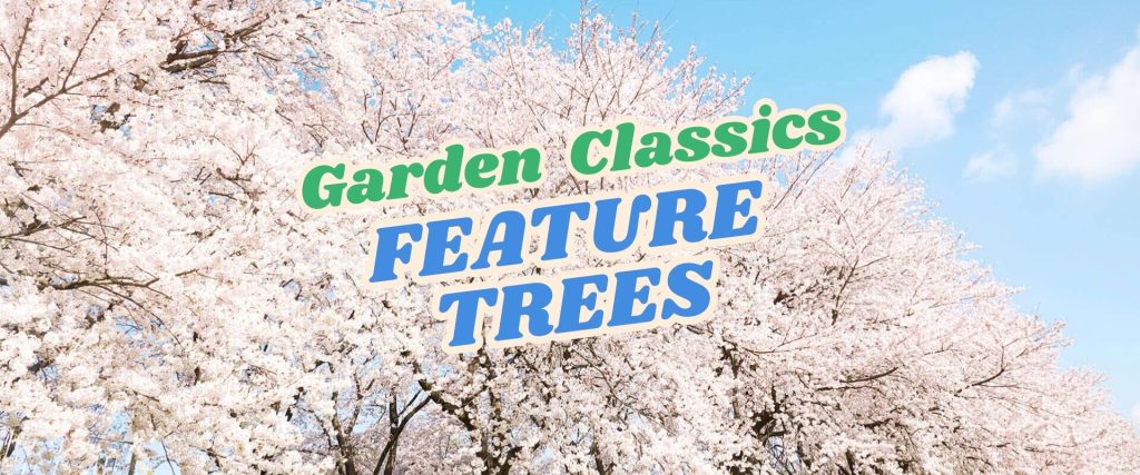 Flowering trees with white blossoms under a blue sky, overlaid with the text "Garden Classics Feature Trees" and a mention of our Live Shopping Event: Indian Summers.