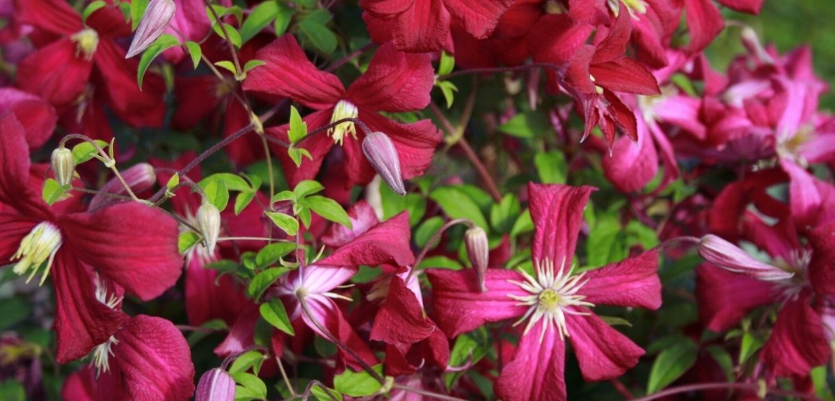 A cluster of bright pink clematis flowers, one of the standout autumn flowering plants, set against a backdrop of lush green leaves.