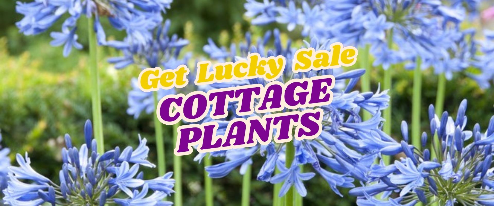 Purple and yellow text reading "Get Lucky Sale Cottage Plants" over a background of blue-purple agapanthus flowers in a garden, highlighting the Live Shopping Event: Indian Summers.