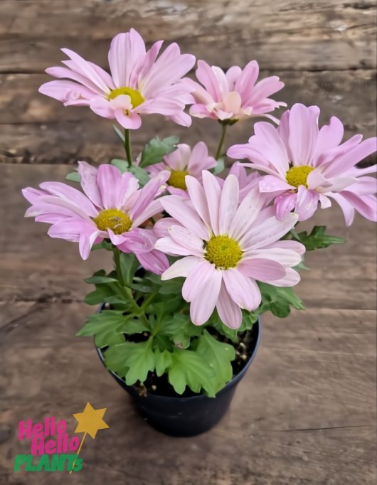 A Chrysanthemum 'Mix' in a 6" pot, featuring several colorful daisy-like flowers and green leaves, sits on a wooden surface. The "Hello Hello Plants" logo is visible in the bottom left corner.