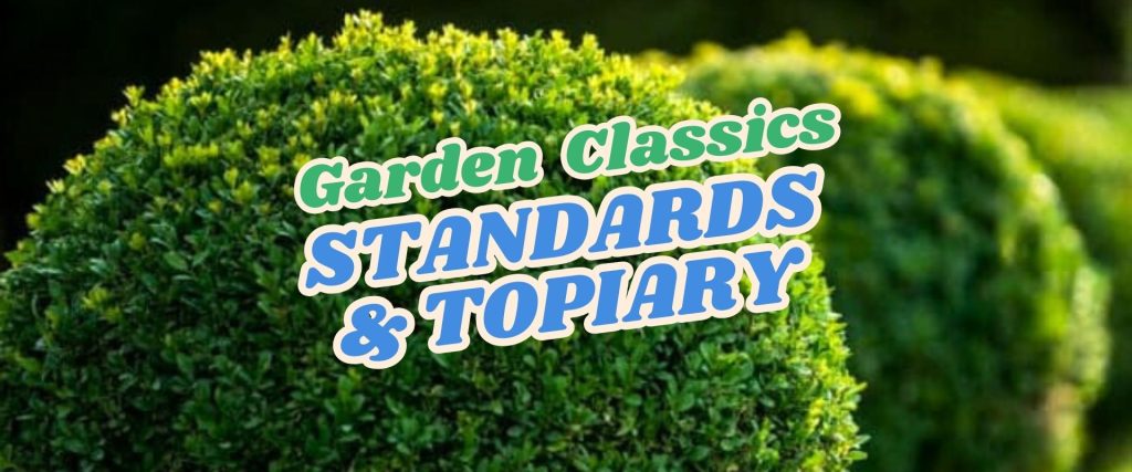 Rounded topiary bushes with the text "Garden Classics STANDARDS & TOPIARY" overlaid in green and blue letters, perfect for your next Live Shopping Event: Indian Summers.