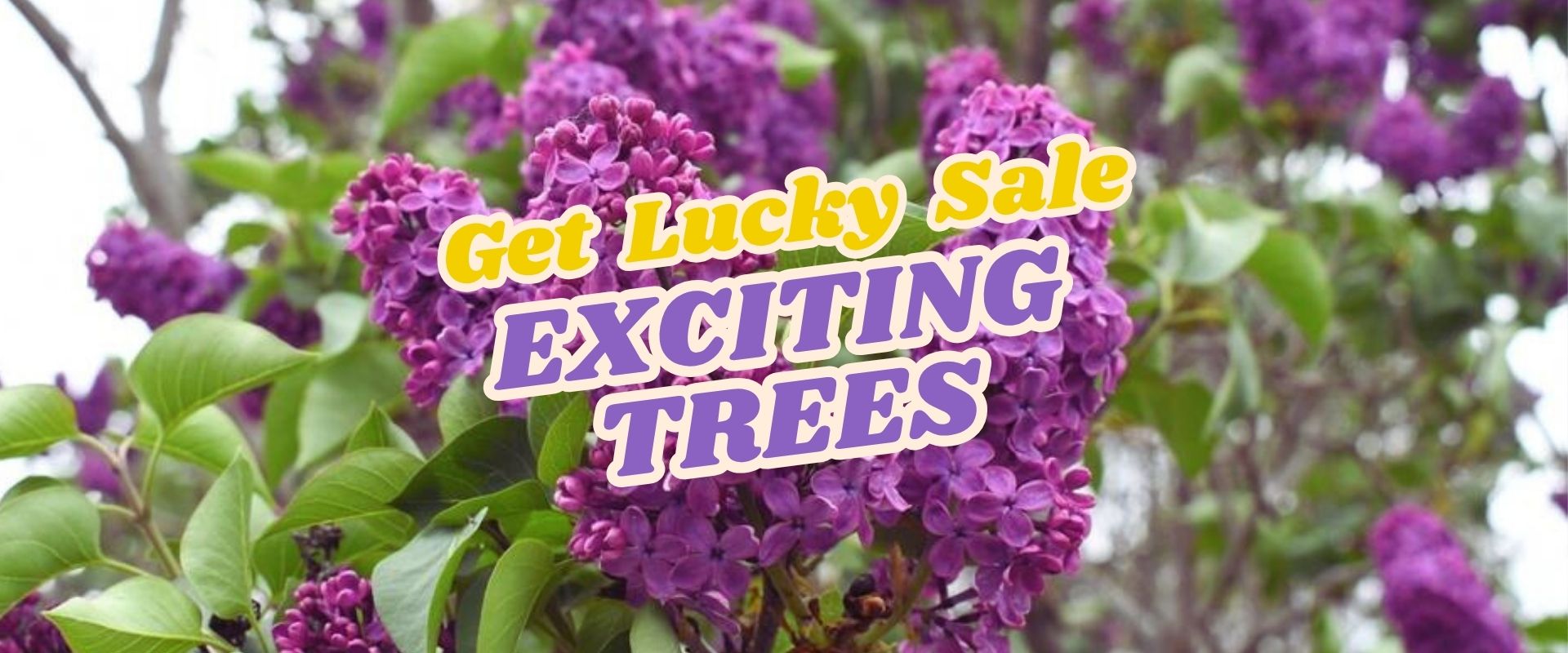 Purple lilac flowers in bloom on a tree with green leaves, overlaid with the text "Get Lucky Sale EXCITING TREES" in yellow and white letters. Join our Live Shopping Event: Indian Summers to discover vibrant seasonal picks!.