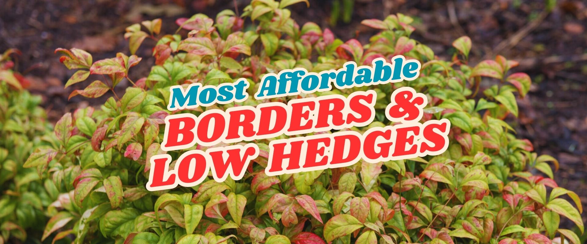 Shrub with green and reddish leaves; overlaid text reads "Most Affordable Borders & Low Hedges." Discover these picks at our Live Shopping Event: Indian Summers.