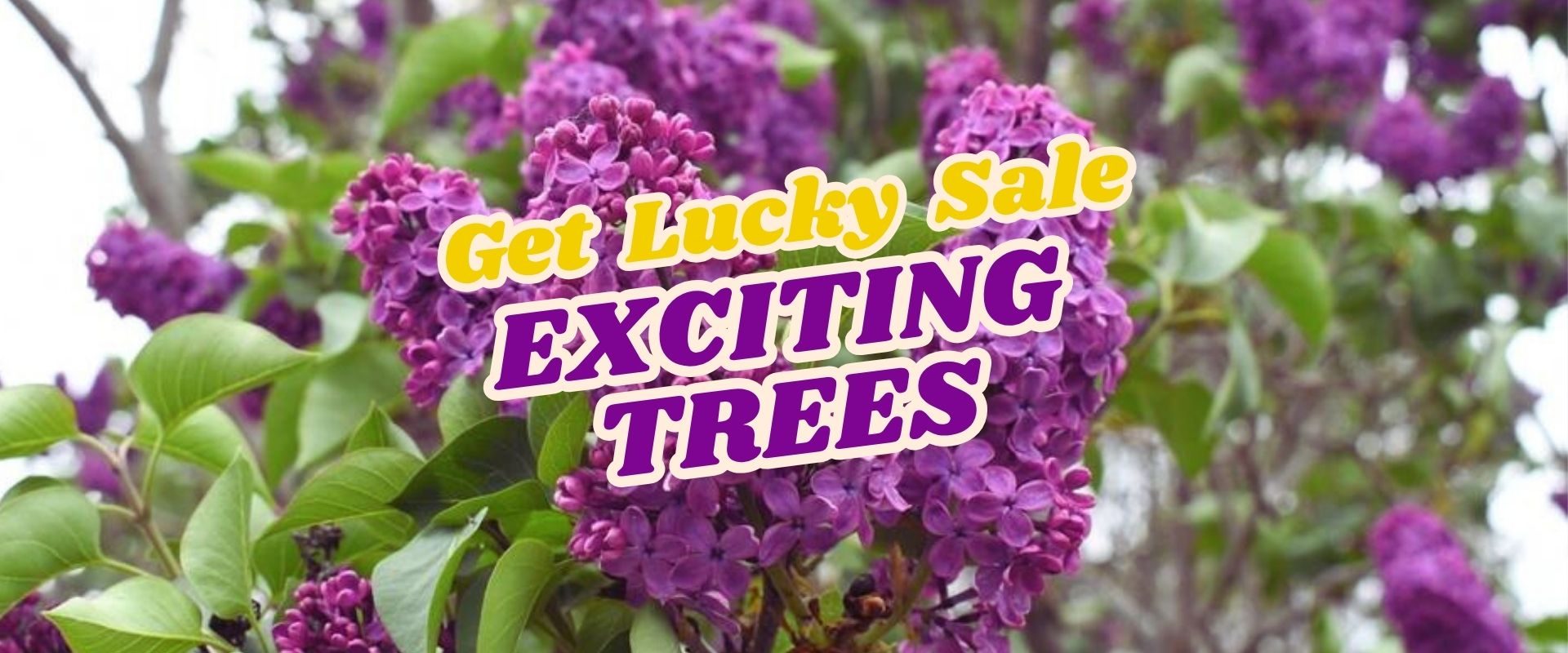 Purple lilac flowers with green leaves in the background. Overlaid text reads: "Get Lucky Sale EXCITING TREES" in bold yellow and purple letters, celebrating our Live Shopping Event: Indian Summers.